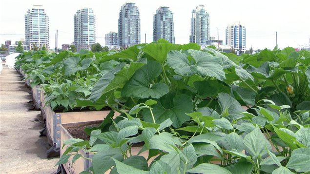 L'entreprise � vocation sociale SOLEfood a constitu� un potager sur�lev� de deux acres au-dessus d'un terrain contamin� de Vancouver.