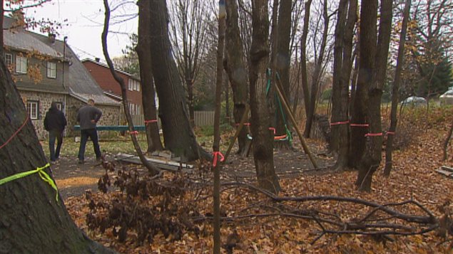 Plusieurs arbres seront abattus ou émondés dans ce secteur de Sillery.