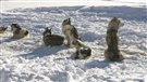 Chiens nordiques