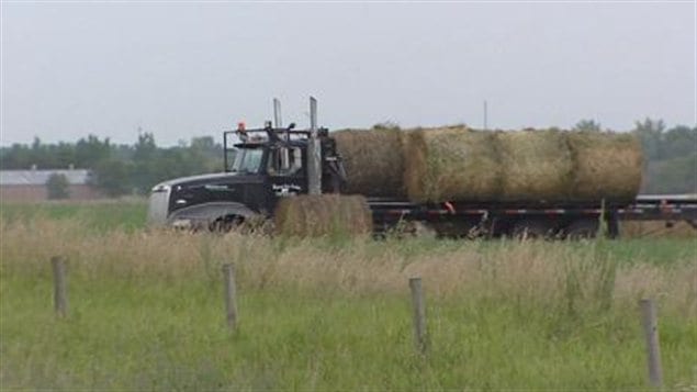 Hay East foin Saskatchewan