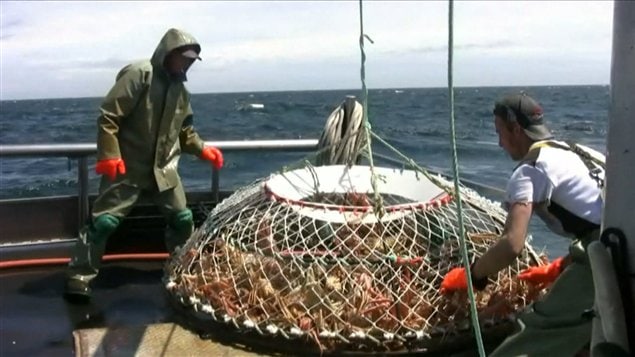 Pêche au crabe