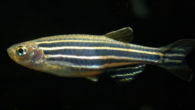 Un poisson-zèbre