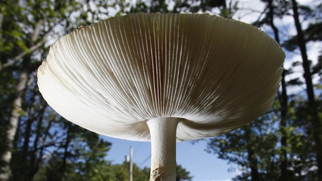 Un champignon sauvage