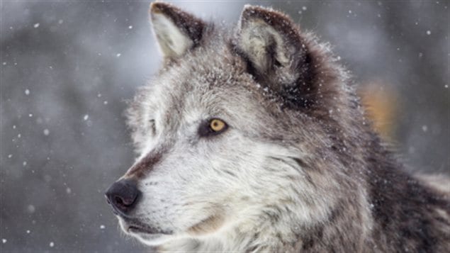 Dans 100 ans presque tous les loups du Canada pourraient avoir du matériel génétique de coyotes dans leurs gênes. Et ne plus être tout à fait des loups.