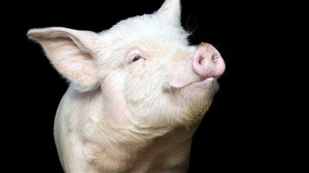 Un porc domestique