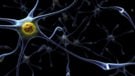 Alzheimer : la mémoire rétablie chez la souris