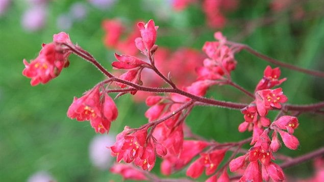Heuchera