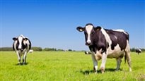 De la progestérone dans le lait