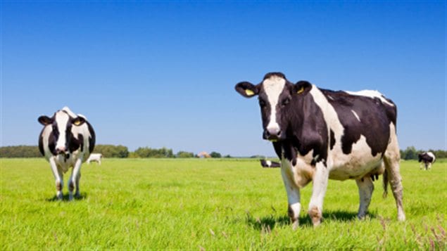 Des vaches dans un champ