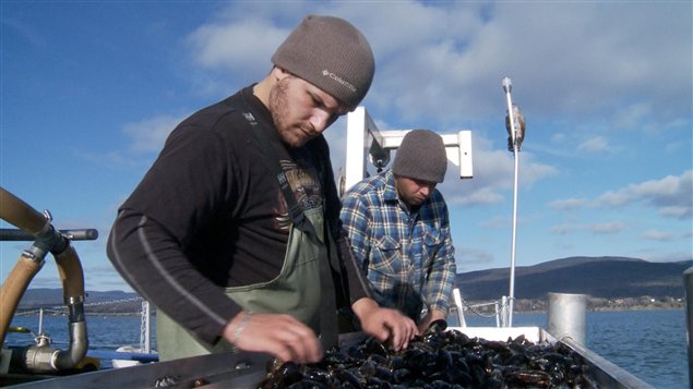 Cueillette de moules dans la baie de Gaspé