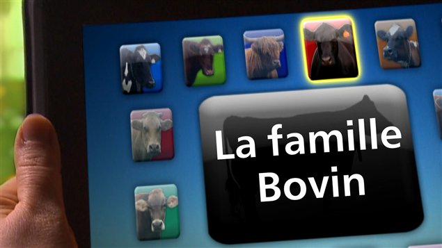 Notre série sur les principales races bovines présentes au Canada permet de se familiariser avec des animaux d'élevage aux origines diverses. Notre série sur les principales races bovines présentes au Canada permet de se familiariser avec des animaux d'élevage aux origines diverses.