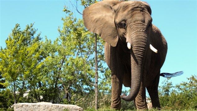 L'éléphante Toutoune du Zoo de Granby
