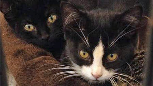 Chats de la Humane Society de Windsor-Essex