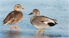 La population de canards se porte bien, selon un recensement