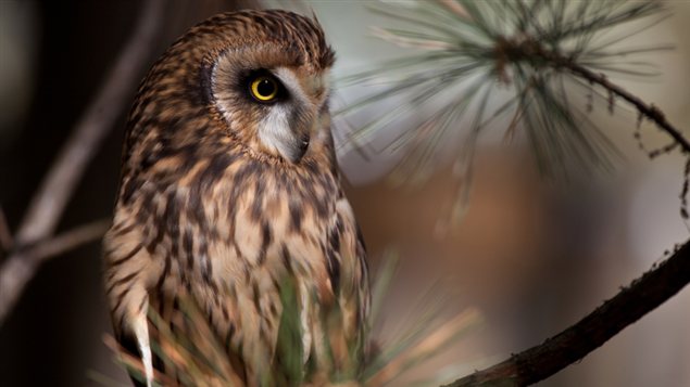Un hibou des marais