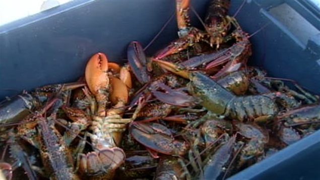 Homards
