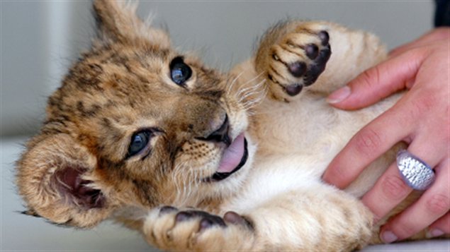 Un lionceau