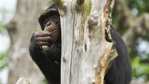 Chimpanzé