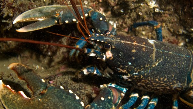Un homard