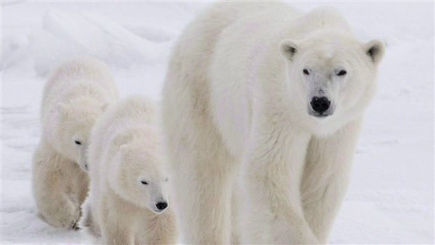 Des ours polaires à Churchill au Manitoba