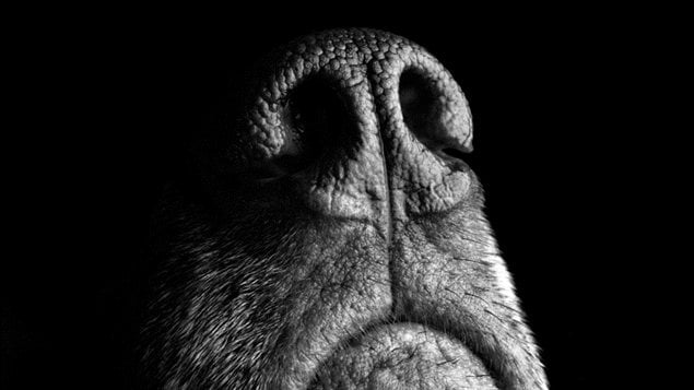 Le nez d'un chien