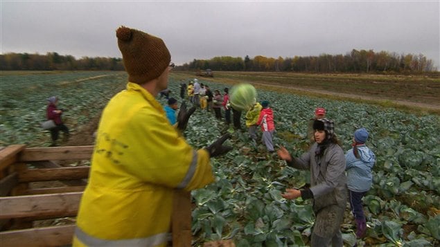 Un groupe de b�n�voles r�coltent des choux qui seront donn�s � des banques alimentaires.