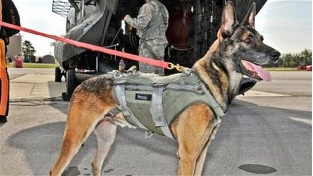 Cairo, le chien qui a coinc� Ben Laden