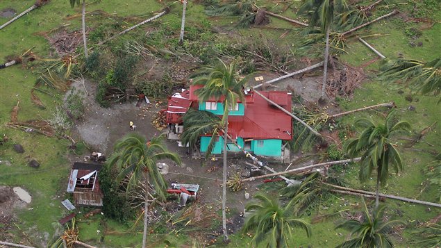 Des cocotiers n'ont pas résisté aux intempéries causées par le typhon Bopha, dans le sud des Philippines.