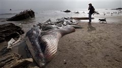 Le cadavre de la baleine