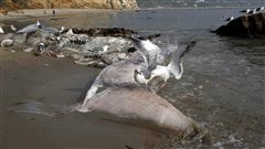 Des goélands sur la carcasse de baleine