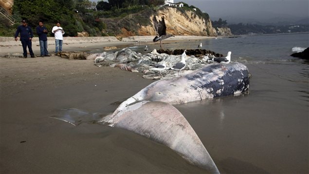 Le cadavre de la baleine