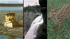 <b>Bateau, chute et faon sur l'île d'Anticosti</b> | Archives de Radio-Canada <b>Bateau, chute et faon sur l'île d'Anticosti</b> | Archives de Radio-Canada