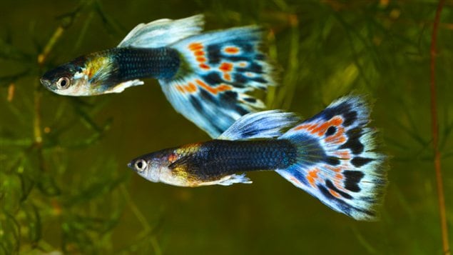 Deux poissons de l'espèce Poecilia reticulata, cousine plus flambloyante de la Poecilia mexicana