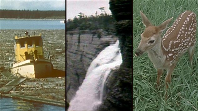 <b>Bateau, chute et faon sur l'�le d'Anticosti</b> | Archives de Radio-Canada