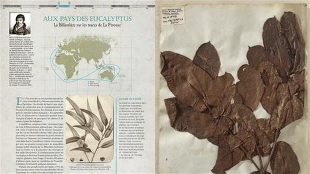 Une partie de <i>L�Herbier des explorateurs</i>, de Florence Thinard