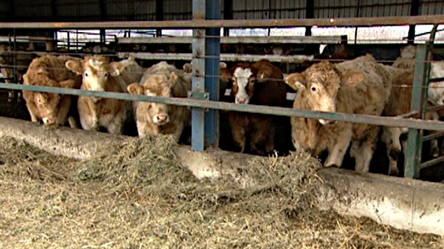 La ferme d'un éleveur de bovins dans la Pontiac, en Outaouais.