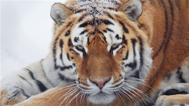 Le tigre l'hiver �Zoo de Granby
