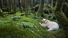 � Spirit of the forest � � Paul Nicklen (Canada), de l'exposition Wildlife Photographer of the Year 2012 au Royal BC Museum