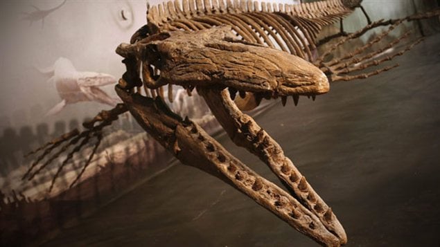 Un squelette de mosasaure 