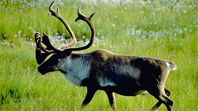 Un caribou des bois de la chaîne de montagnes Selkirk