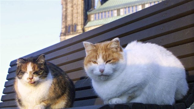 Deux des derniers résidents du sanctuaire pour chats du Parlement, à Ottawa