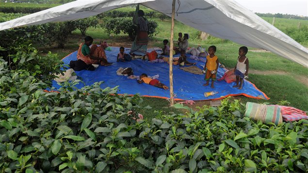 Des enfants de travailleurs indiens attendent sous une tente leurs parents qui travaillent dans un champ de thé.