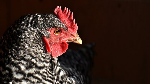 poulet