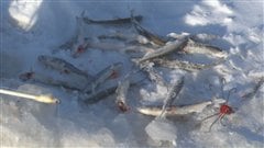 Quelques éperlans, fruits de la pêche blanche sur le Saguenay