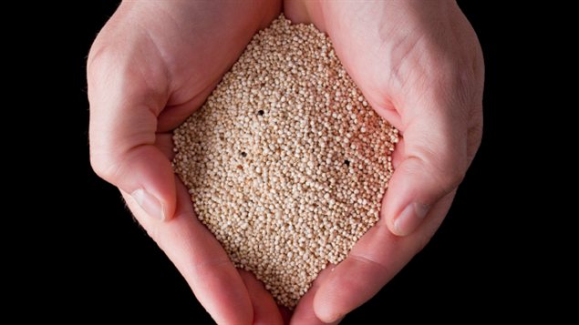 quinoa
