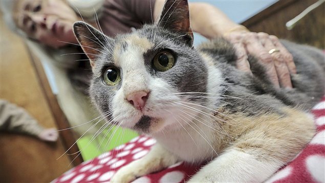 Le chat de gouttière qui a passé une semaine perché dans un arbre au Massachusetts