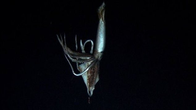 Capture d'écran d'une vidéo montrant un calamar géant tournée en juillet 2012 et publiée le 7 janvier 2013.