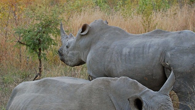 Des rhinoc�ros du parc national Kruger