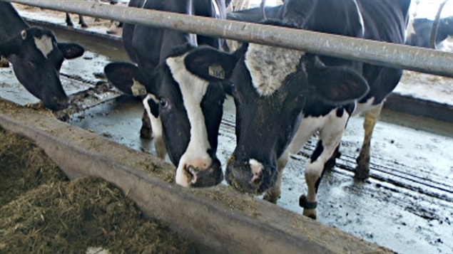 Des vaches du troupeau de Louis Racine, producteur laitier � Casselman.