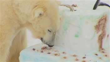 Yelle, l'ours polaire.